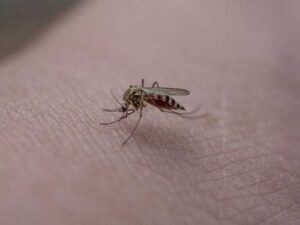 Захист від укусів — ефективні народні засоби від комарів