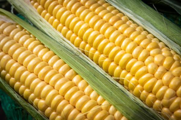 Продуктові ярмарки у Києві 8 – 11 липня: адреси