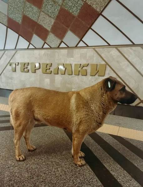Відомого собаку Мішу більше не пускають у столичне метро під час обстрілу – зоозахисники