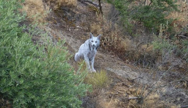 У Південній Іспанії зафіксували рідкісну іберійську рись з білою шерстю