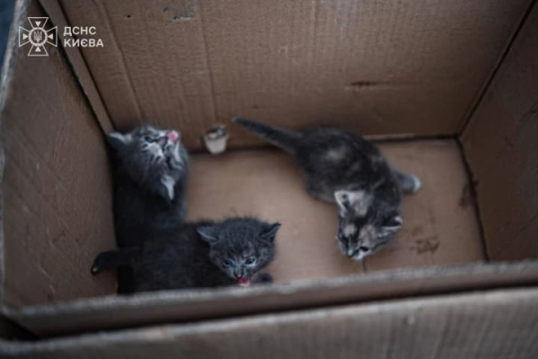 Київські рятувальники знайшли домівки трьом кошенятам, врятованим з місця російського удару