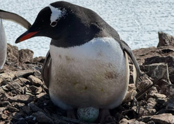 Пінгвіни, що мешкають біля українських попялрників, знесли перше у сезоні яйце