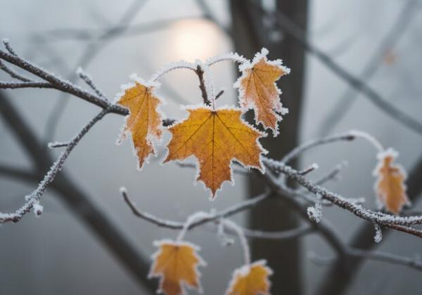 Листопад здатен спричинити найморозніший тиждень за останні 7 десятиліть — застерігають метеорологи.