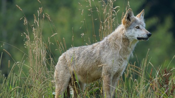 На Київщині лютий хижак нападав на свійських тварин: існує ризик розповсюдження небезпечного вірусу.