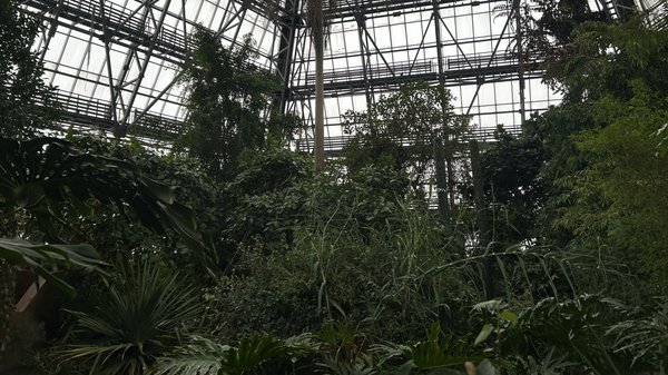 Тропіки в небезпеці: доля оранжерей Києва в блекауті