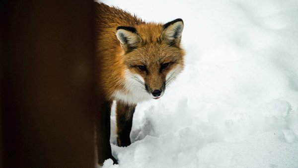Лисиці наближаються до населених пунктів: мешканців Фастівського району застерігають щодо шаленства.