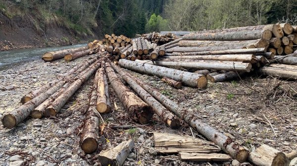 Київщина: “Ліси України” можливо відшкодують 17 мільйонів за нелегальні вирубки