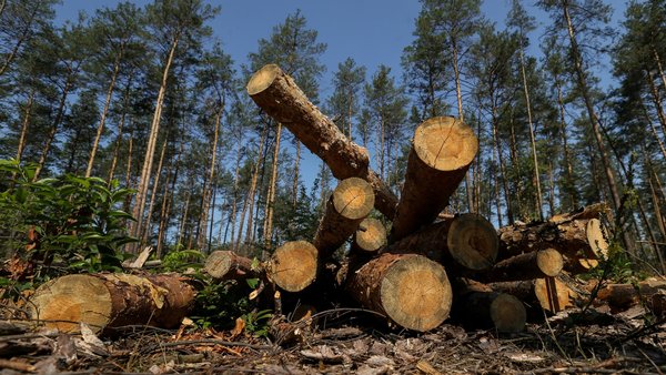 Зрубали лісу на понад 13 мільйонів: підозра впала на екс-працівників Київоблагролісу