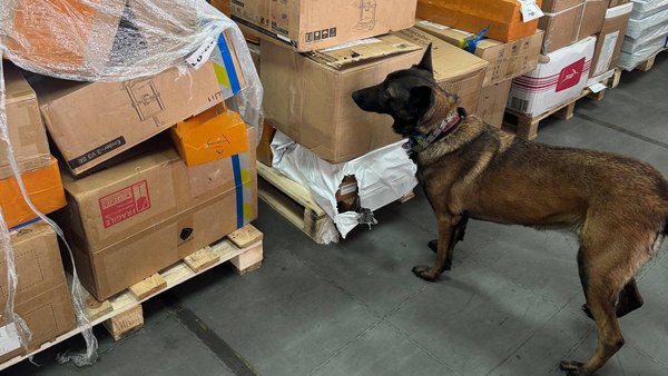 Німецька вівчарка Нора знайшла майже 4 кг заборонених речовин, замаскованих під сухофрукти, що прибули з Таїланду.