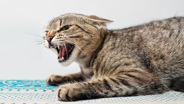 На Київщині у кота діагностували сказ: місце виявлення