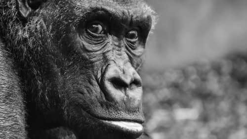 Який вигляд матиме людина прийдешнього?