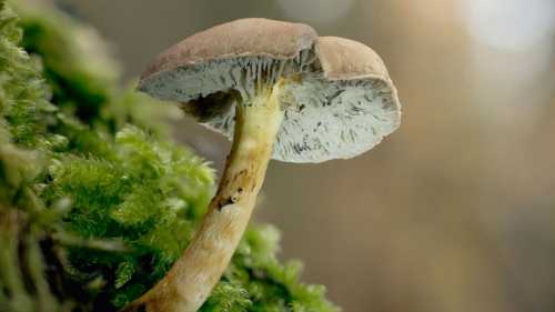 Чи точать гриби кістки, поки ви справляєте потребу в лісі?