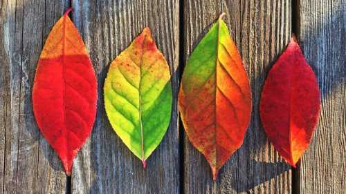 Твій календар неправдивий. Літо тепер існує за своїми законами.