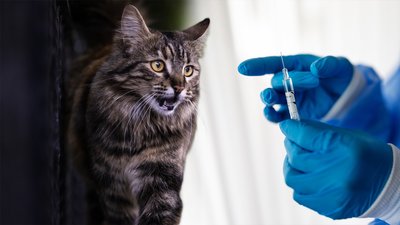 Київські чутки: у Центрі запобігання недугам висловилися щодо браку імуноглобуліну
