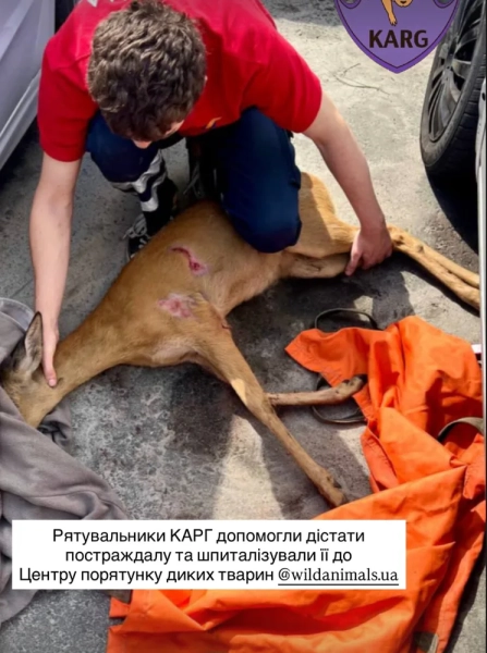 Косуля, яка під час обстрілів сховалася під автівкою у Києві, дістала травми. Її доправили до лікарні - волонтери 4 Косуля, яка під час обстрілів сховалася під автівкою у Києві, дістала травми. Її доправили до лікарні - волонтери 2