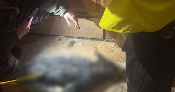 Свійська дика природа: мешканку Києва судитимуть за жорстоке поводження з вовком і лисицею